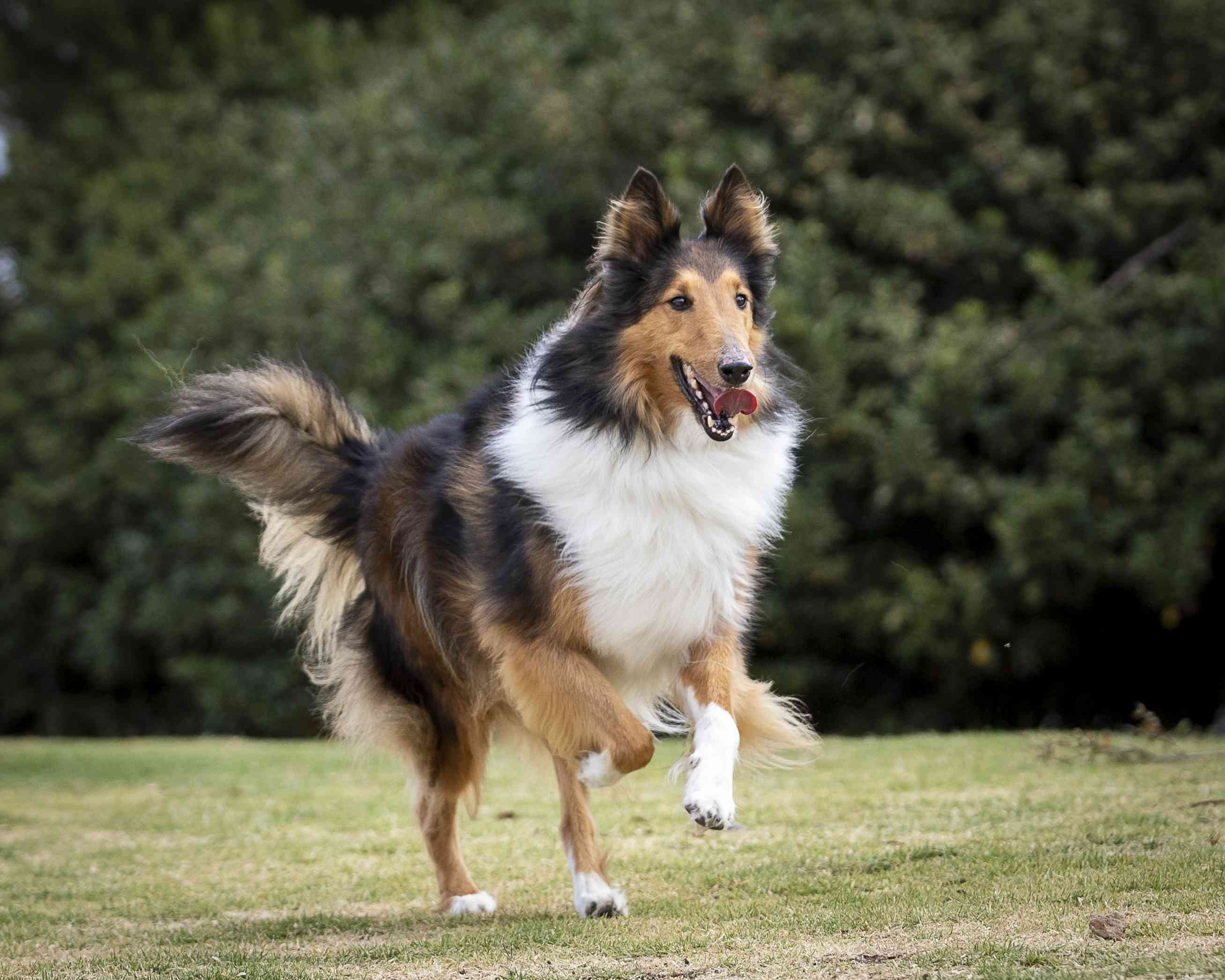 17 Long‑Haired Dog Breeds with Gorgeous, Low‑Maintenance Locks