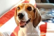 86 Mouthwatering Dog Names Inspired by Food
