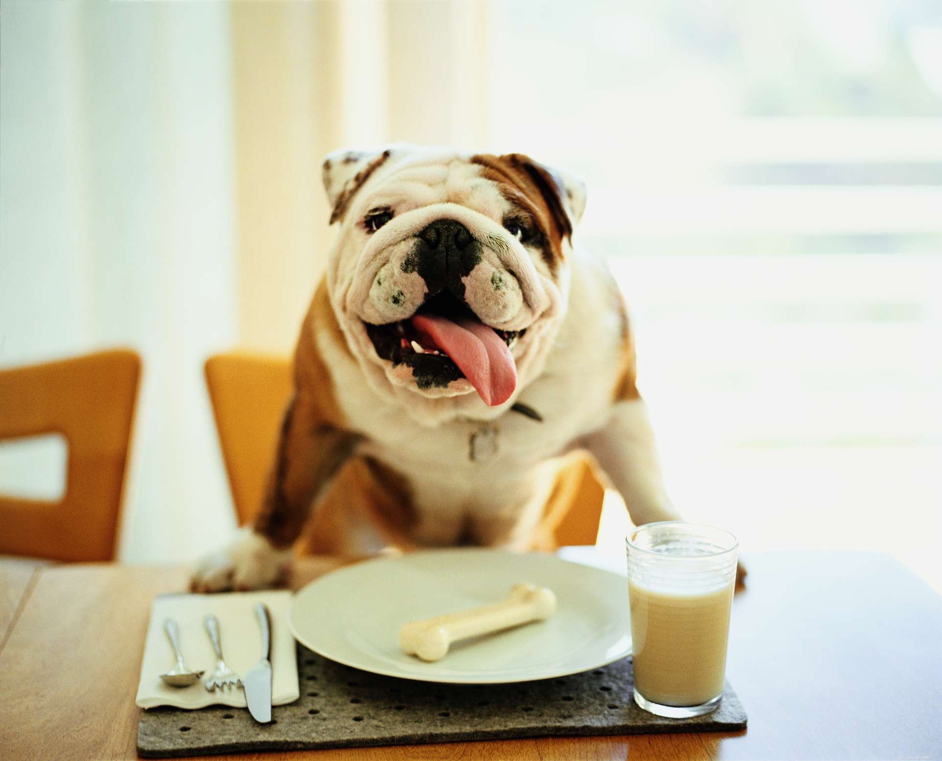 86 Mouthwatering Dog Names Inspired by Food