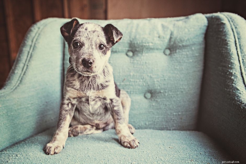 100+ Human-Style Names for Dogs: Unique, Memorable, and Family‑Friendly
