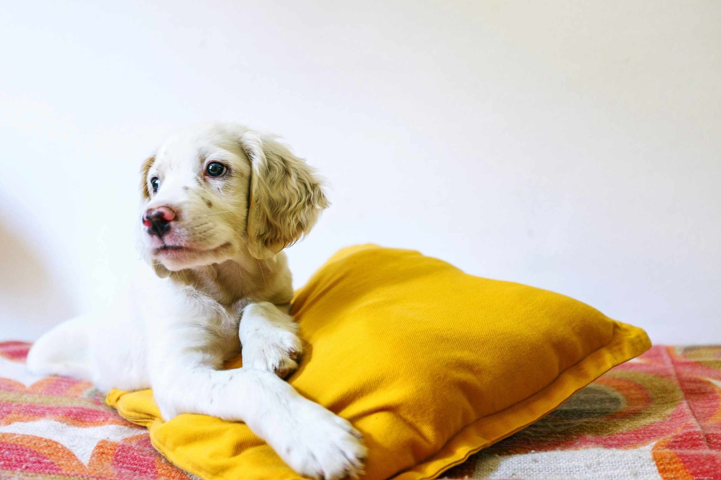 100+ Human-Style Names for Dogs: Unique, Memorable, and Family‑Friendly
