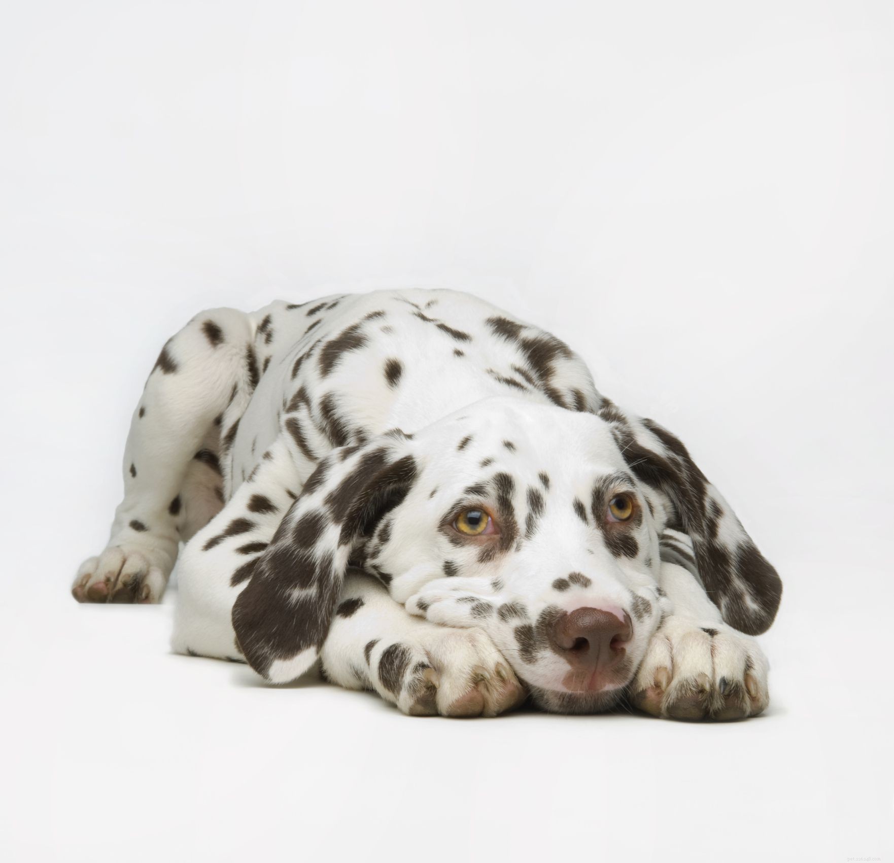 7 Key Symptoms of Liver Failure in Dogs: How to Spot the Warning Signs