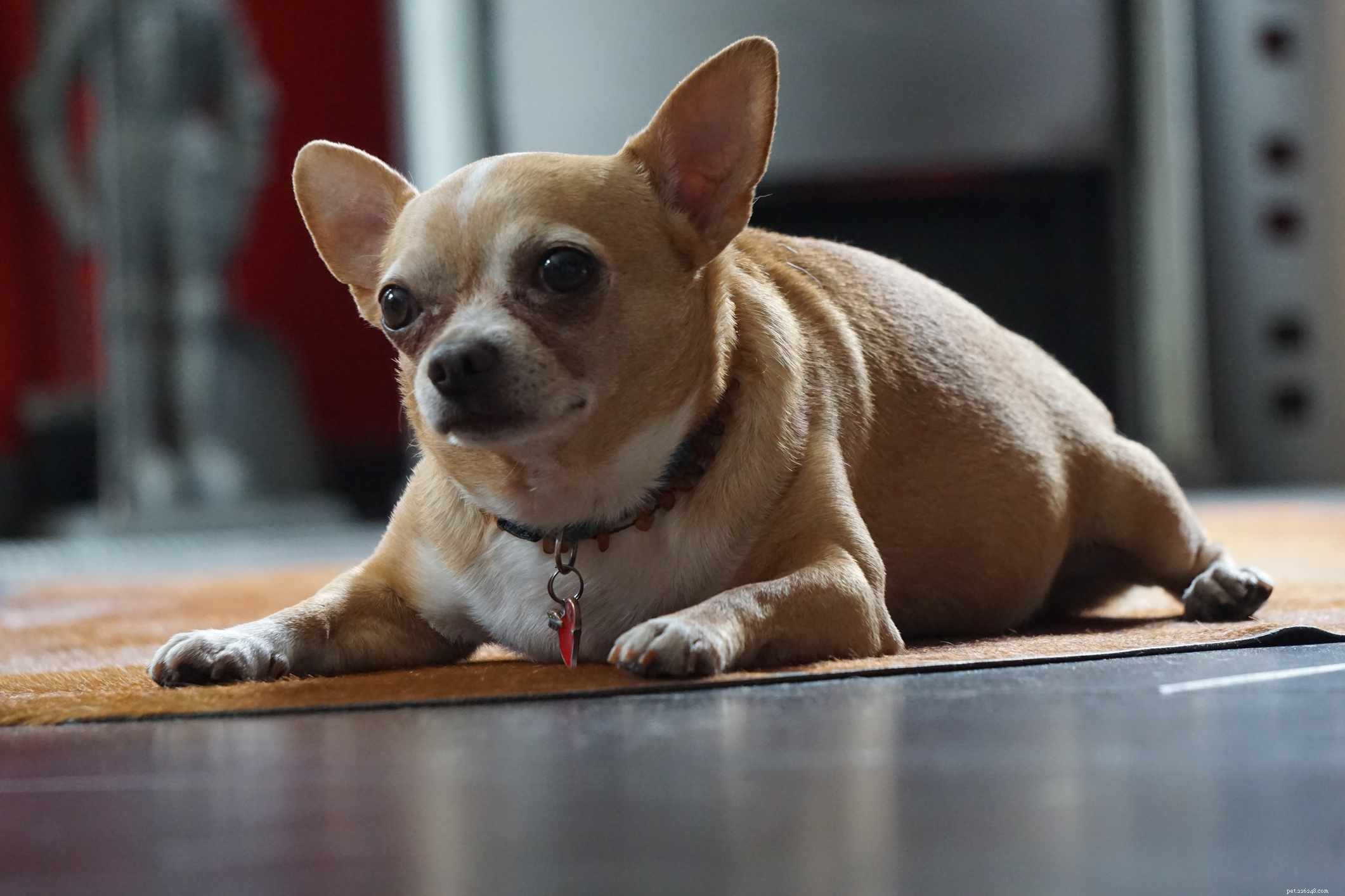 7 Key Symptoms of Liver Failure in Dogs: How to Spot the Warning Signs