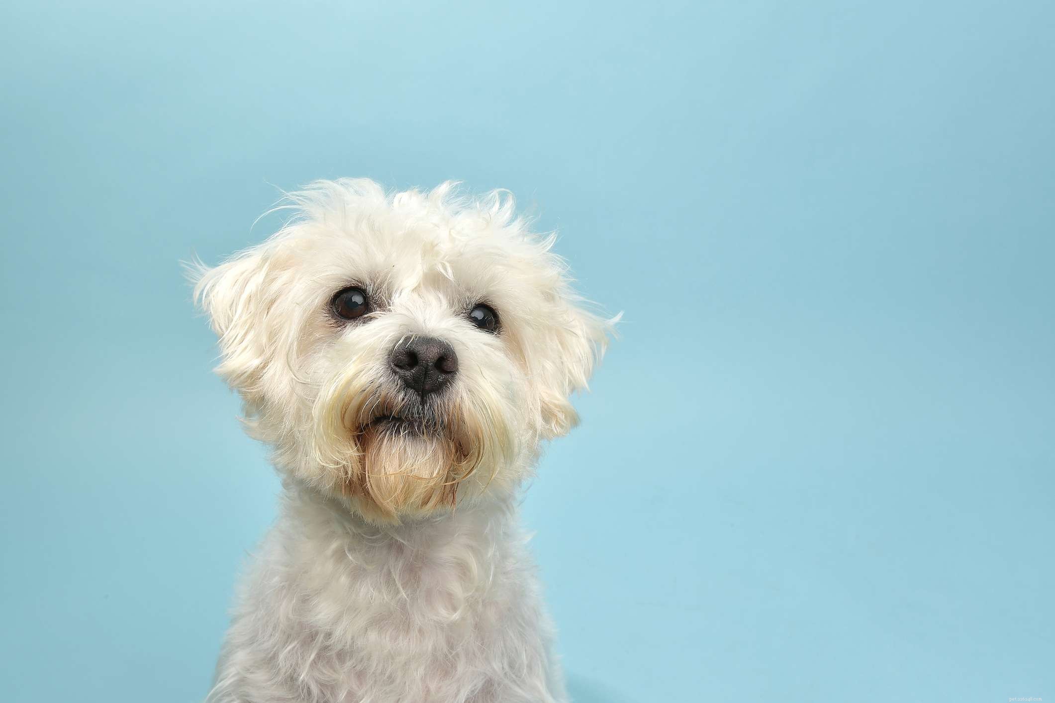 7 Key Symptoms of Liver Failure in Dogs: How to Spot the Warning Signs