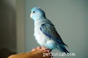 Gloster Canary Guide: Care, Traits, and Adoption Tips