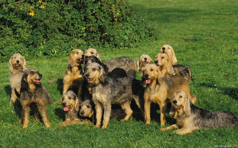 Griffon Nivernais: Complete Breed Profile, Origins, and Care Guide