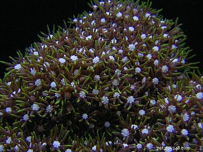 Beginner-Friendly Soft Corals for Healthy Reef Aquariums