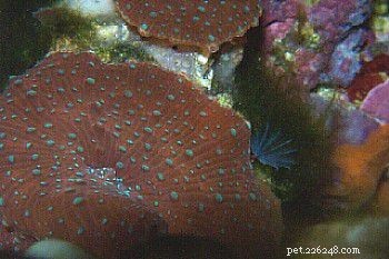 Beginner-Friendly Soft Corals for Healthy Reef Aquariums