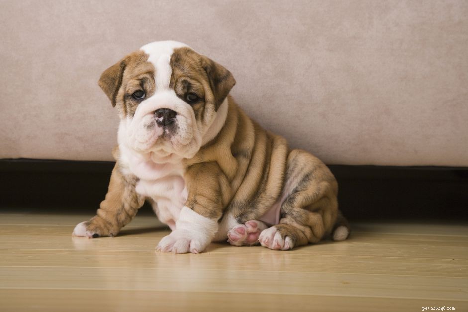 Impetigo in Dogs: Symptoms, Causes, Diagnosis, and Treatment Guide