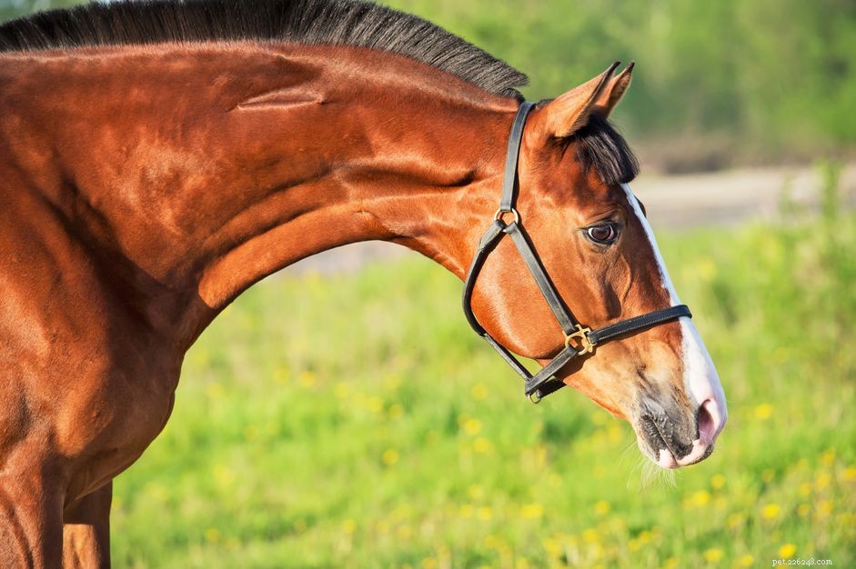 The Best Brown Horse Names for Your New Foal