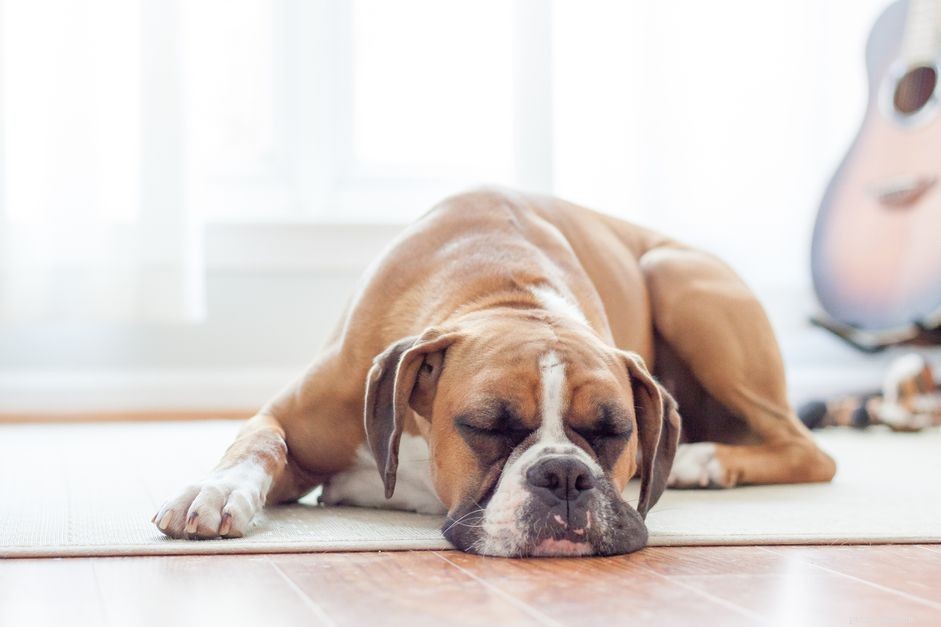 Lymphosarcoma (Lymphoma) in Dogs: Causes, Treatment & Prognosis