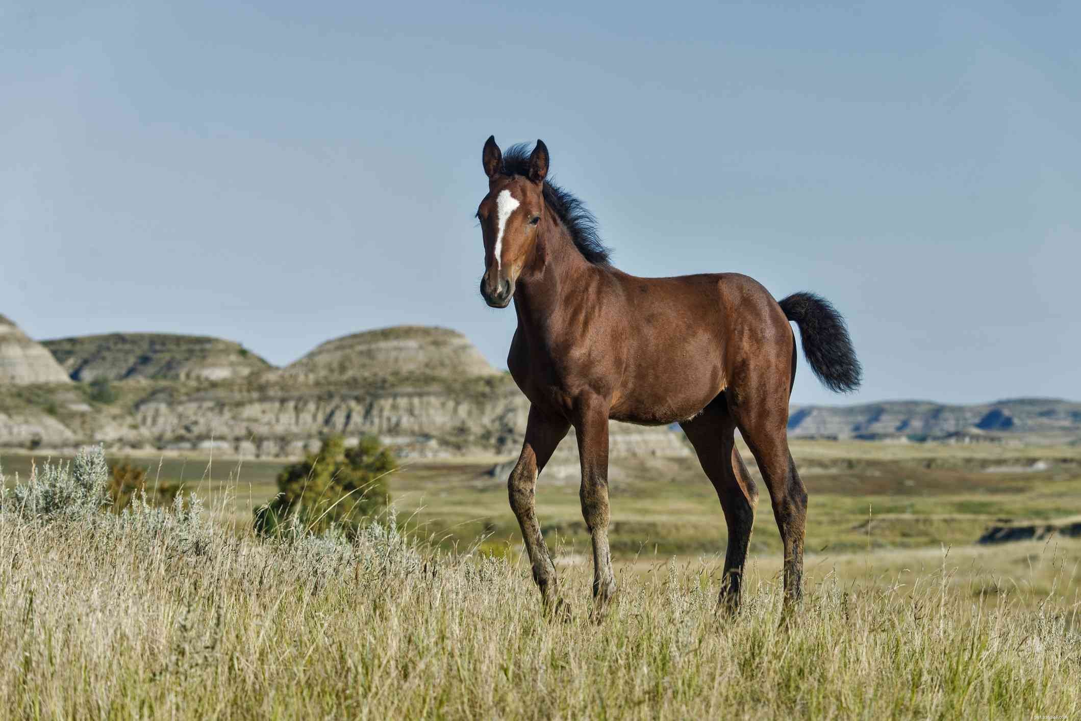 Mustang Horse Breed Profile: History, Traits & Care