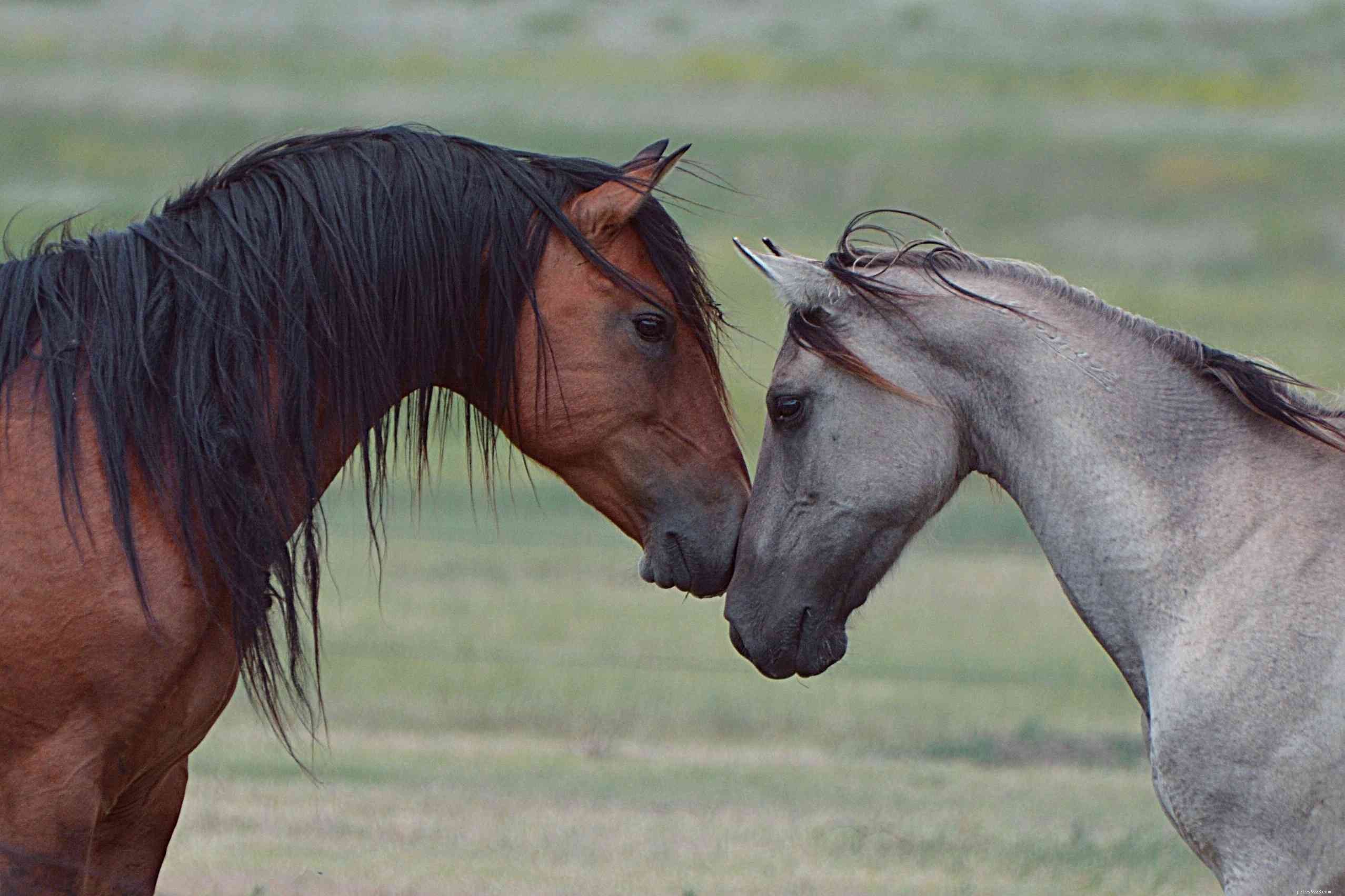 Mustang Horse Breed Profile: History, Traits & Care