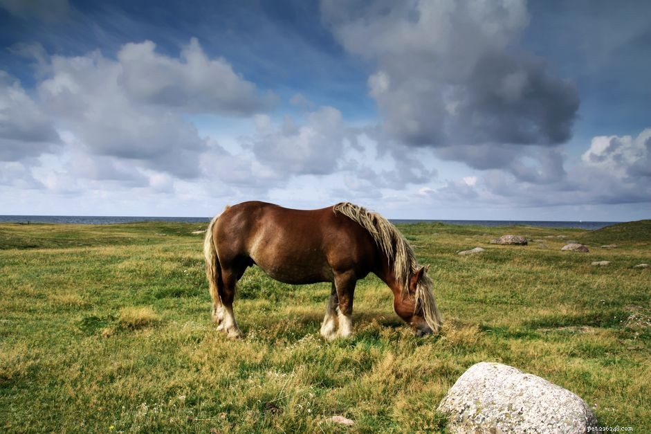 Ardennes Horse: Heritage, Strength, and Gentle Temperament