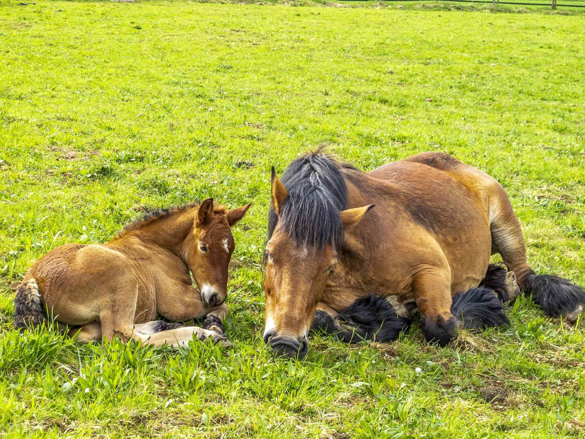 Ardennes Horse: Heritage, Strength, and Gentle Temperament