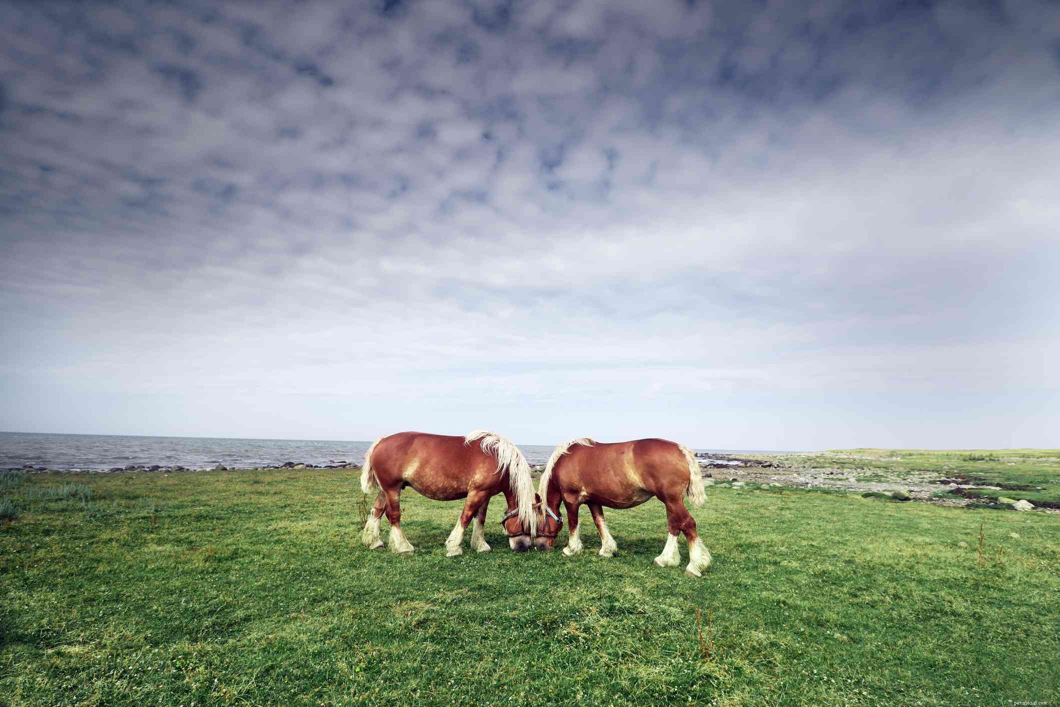 Ardennes Horse: Heritage, Strength, and Gentle Temperament