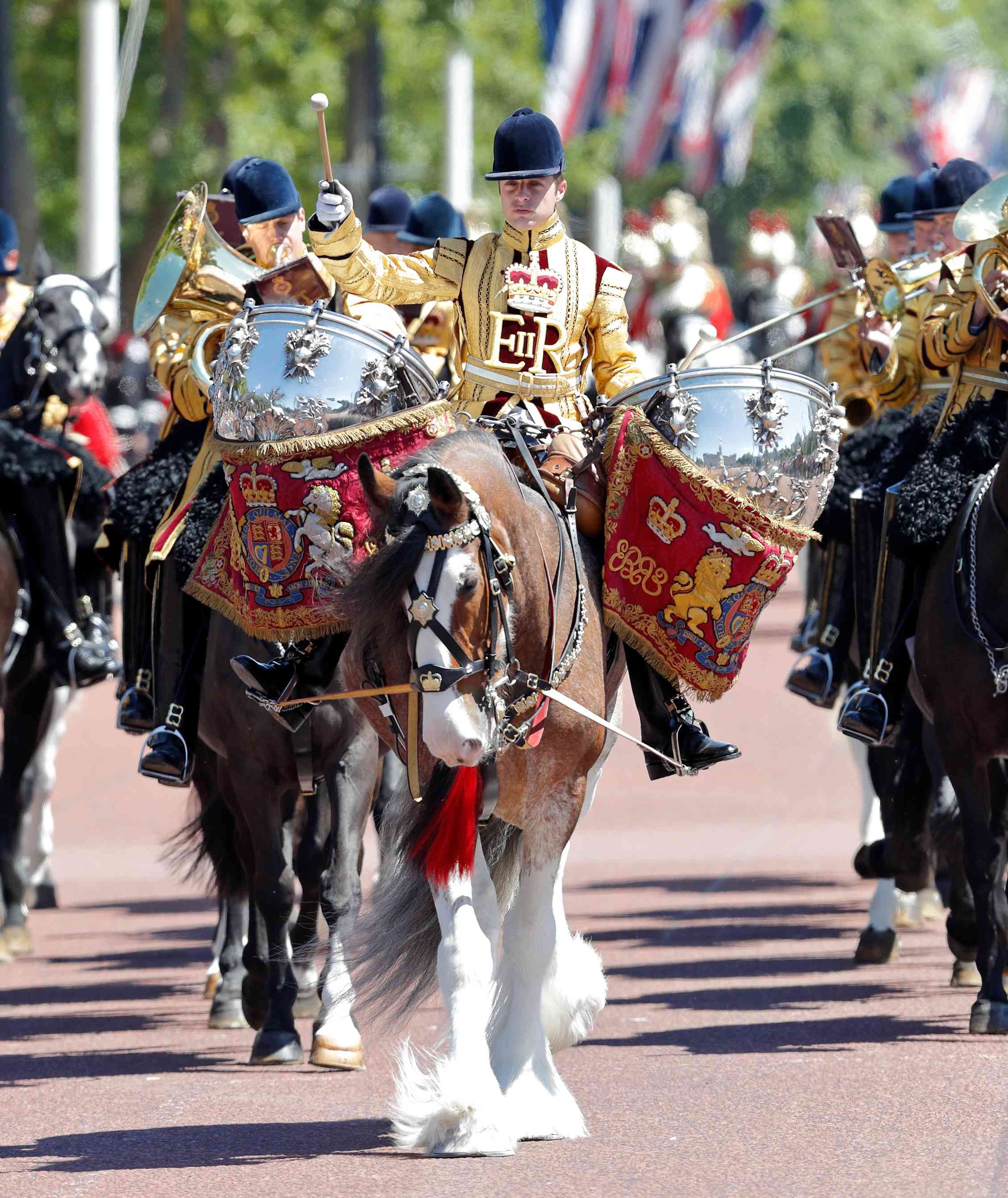 The Drum Horse: A Comprehensive Breed Profile