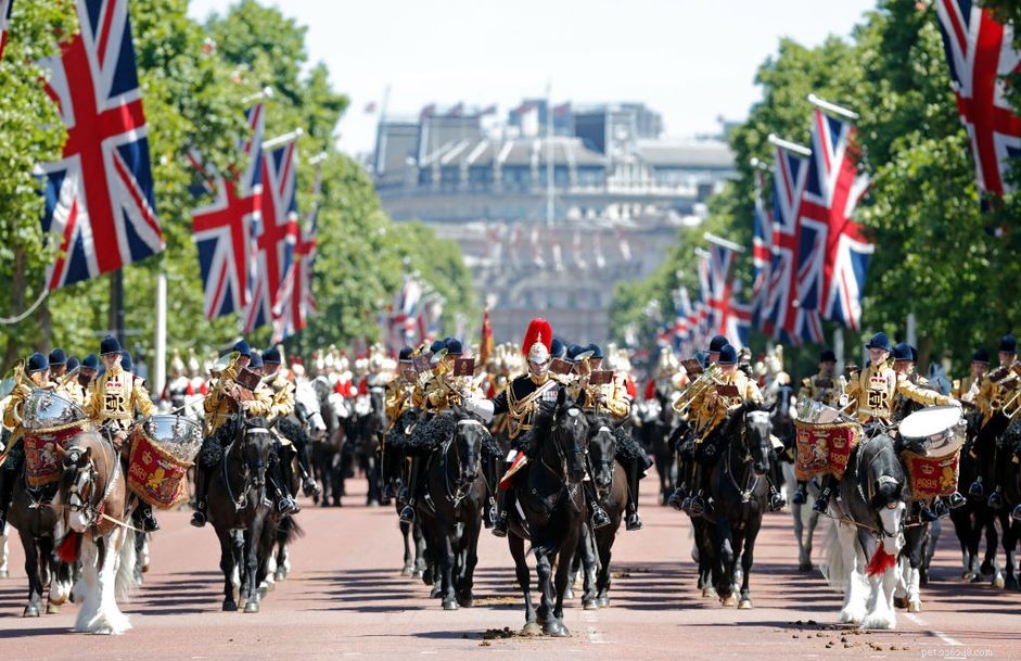 The Drum Horse: A Comprehensive Breed Profile