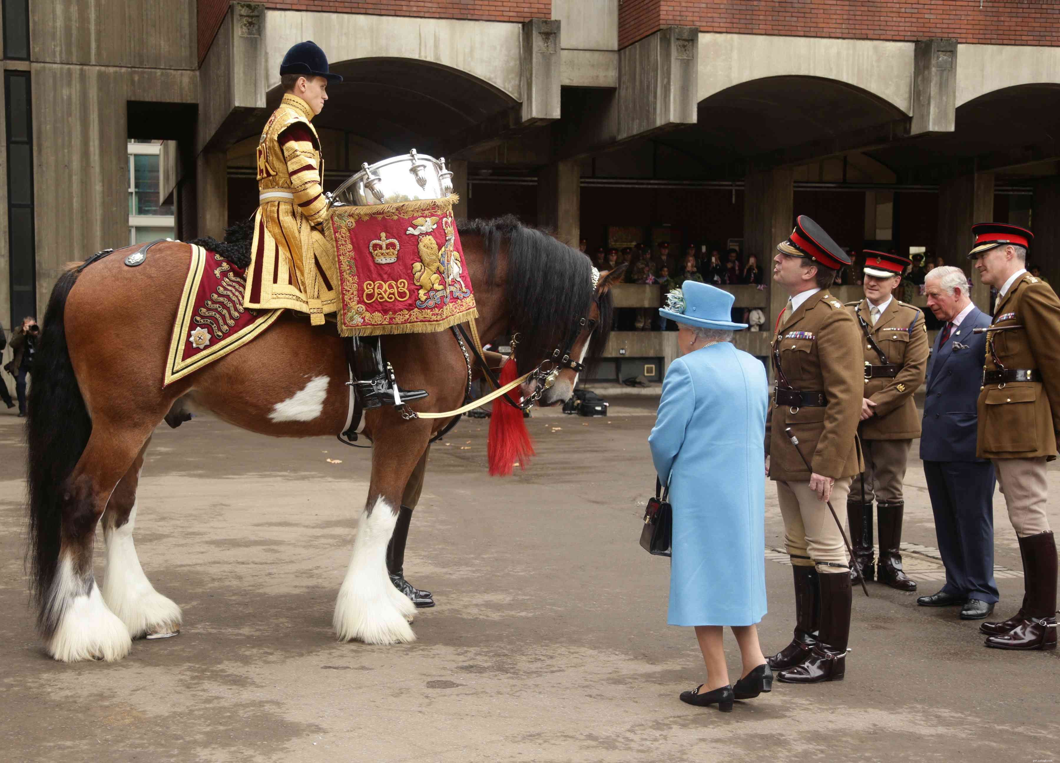 The Drum Horse: A Comprehensive Breed Profile