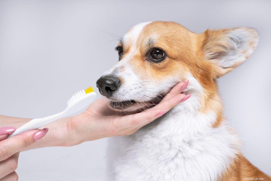 Professional Dental Cleanings for Dogs: What You Need to Know