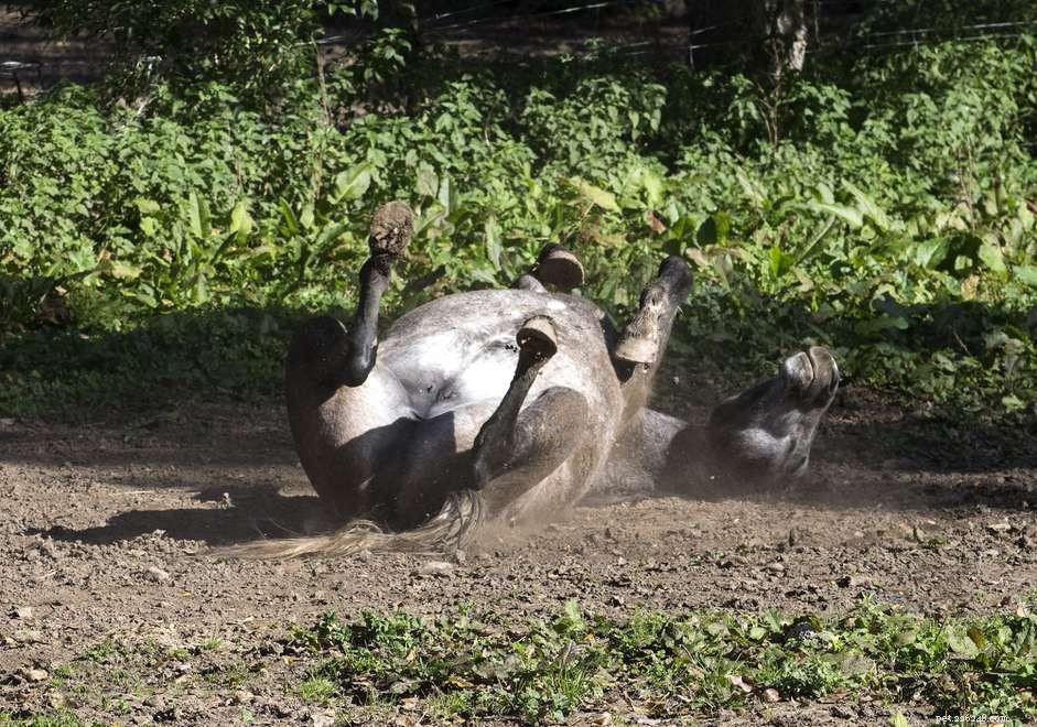 Understanding and Treating Mange in Horses: Symptoms, Causes, and Care