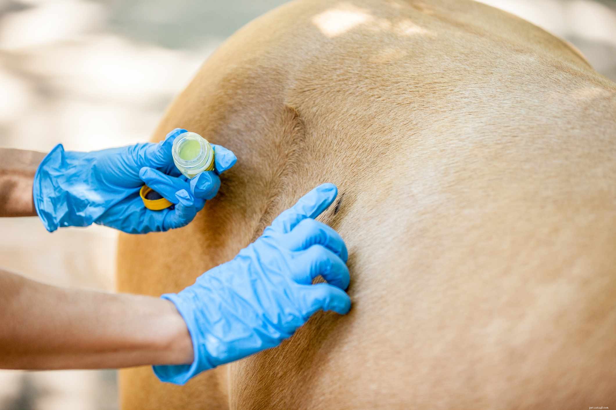 Understanding and Treating Mange in Horses: Symptoms, Causes, and Care