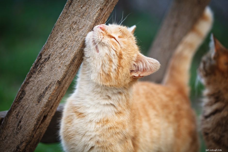 Lyme Disease in Cats: Signs, Diagnosis, and Care