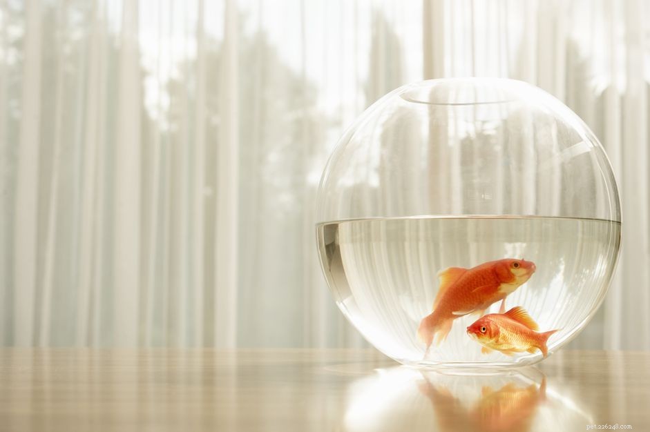 Protecting Your Fish’s Slime Coat: A Practical Guide