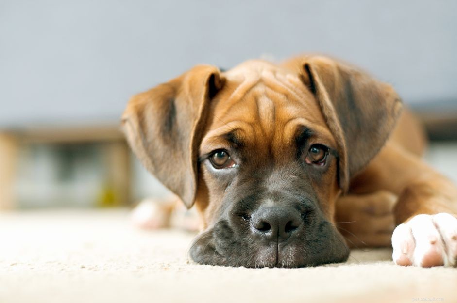Understanding Bartonellosis (Cat Scratch Disease) in Dogs: Symptoms, Causes, and Prevention