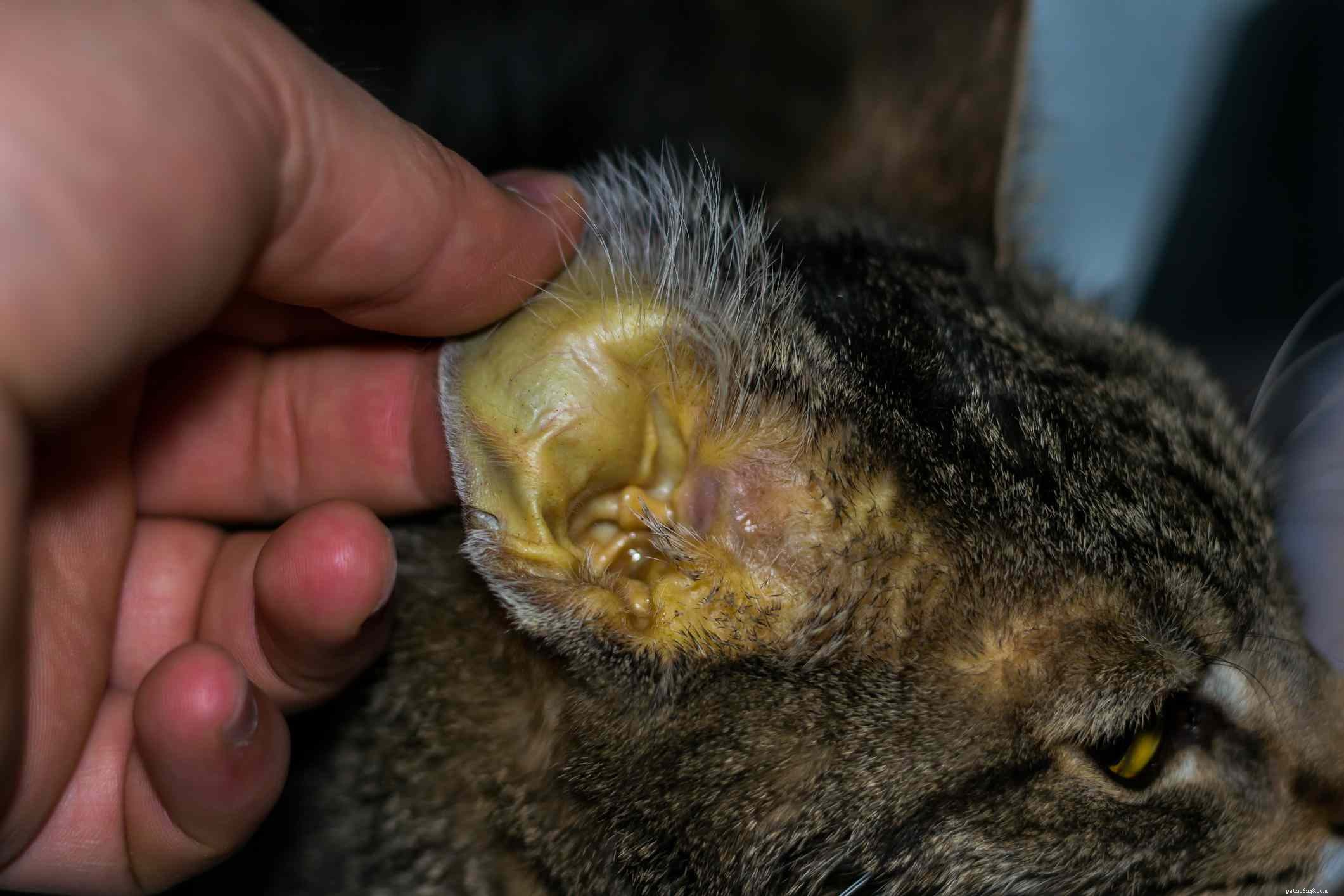 Fatty Liver Disease in Cats: Symptoms, Causes & Prevention