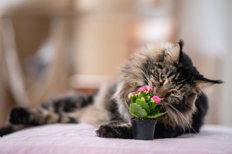 Common Household Toxins That Endanger Your Cat