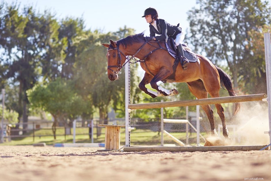 Managing Arthritis in Horses: Prevention, Diagnosis, and Care