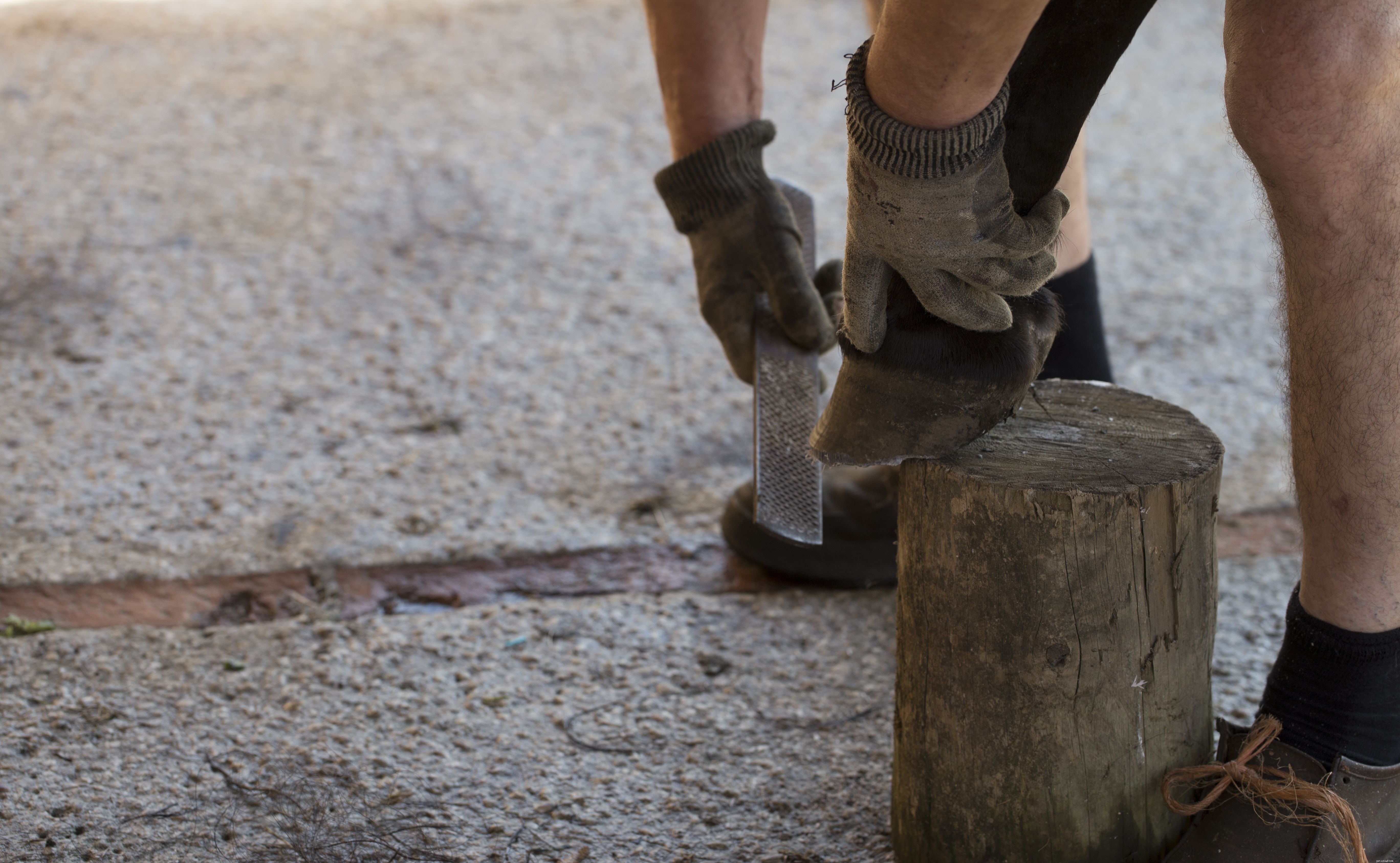 Managing Arthritis in Horses: Prevention, Diagnosis, and Care