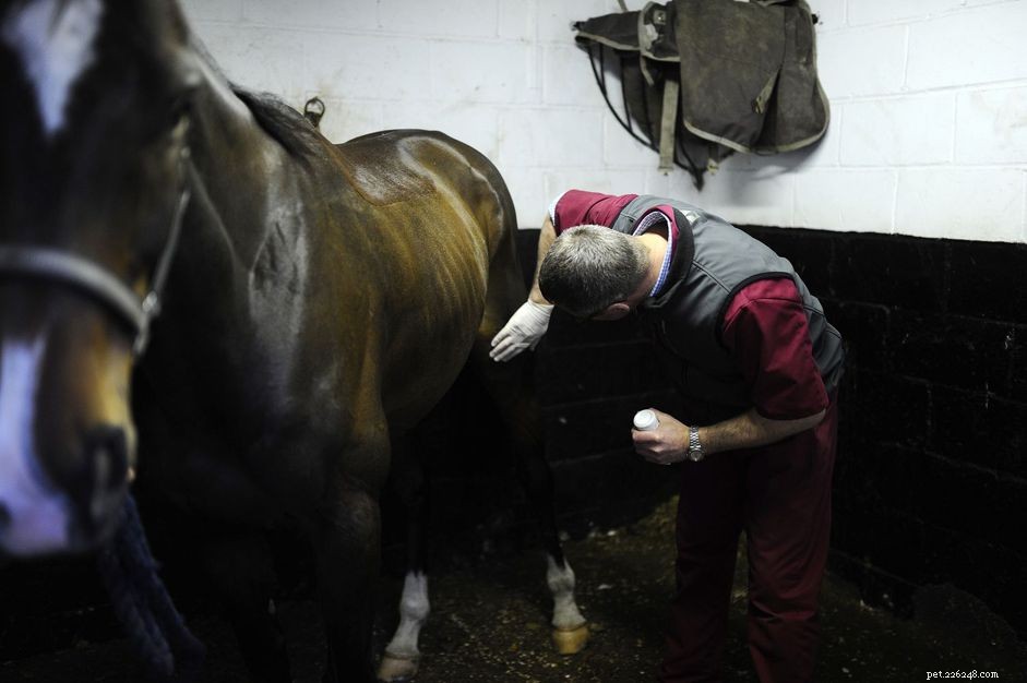 Identify Lameness in Horses: Front vs. Back Leg Diagnosis Guide