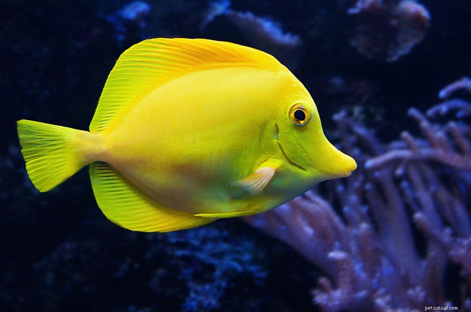How Fish Gills Efficiently Extract Oxygen: The Key to Underwater Survival
