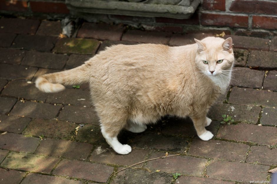 Understanding Heat (Estrus) Cycles in Cats: A Guide for Responsible Pet Owners