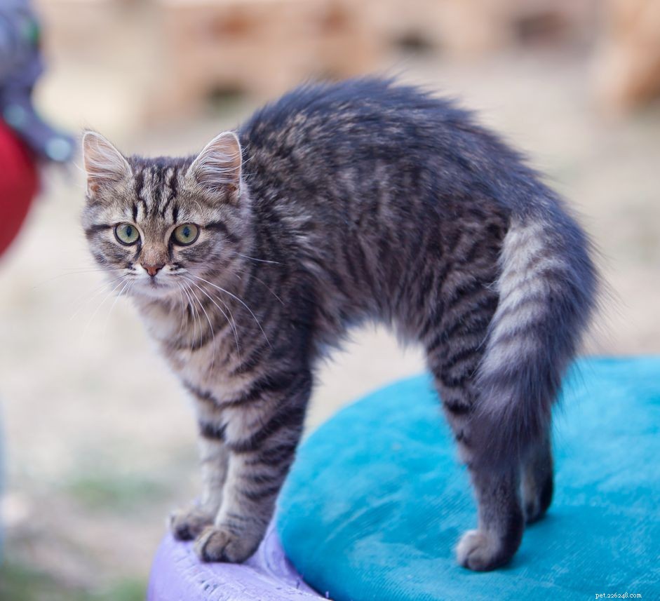 Understanding Rippling Skin Disorder: Symptoms, Causes, and Treatment of Feline Hyperesthesia Syndrome (FHS)