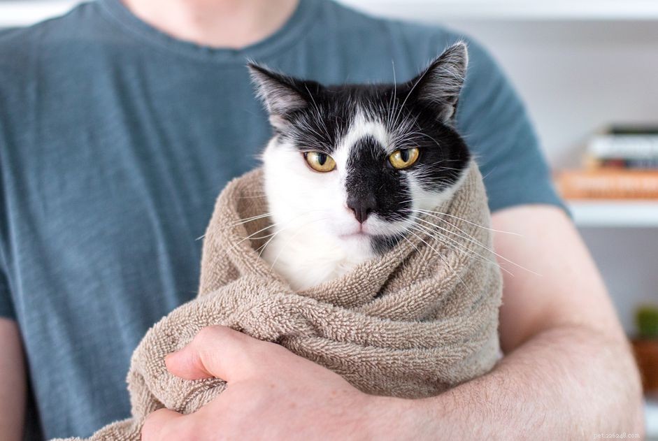 Master Towel Handling: The Easy Cat  Burrito  Technique for Stress‑Free Grooming