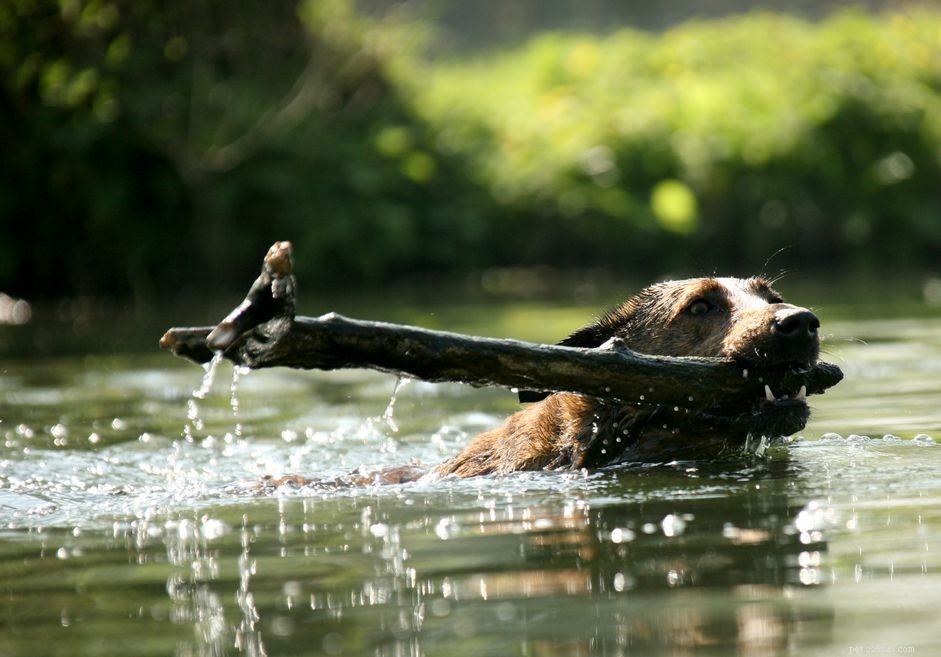 Why Your Dog May Smell Musty After Swimming (And How to Fix It)
