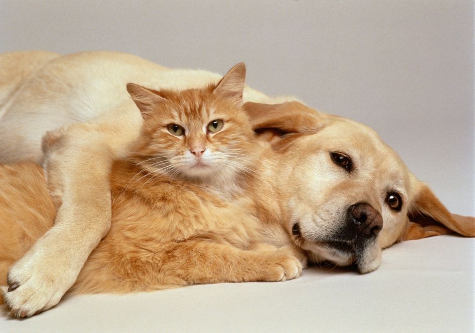 Is Dog Flea Control Safe for Cats? Expert Guide