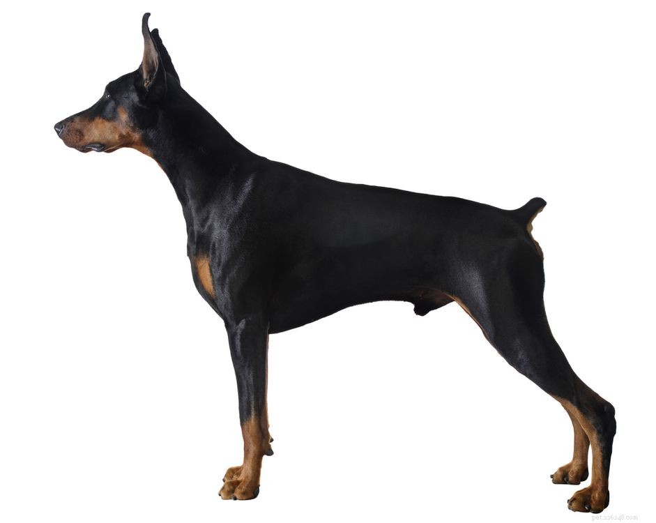 Is Tail Docking Safe for Adult Dogs? Expert Insights