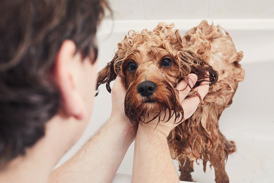 Step-by-Step Flea Bath Guide for Your Dog