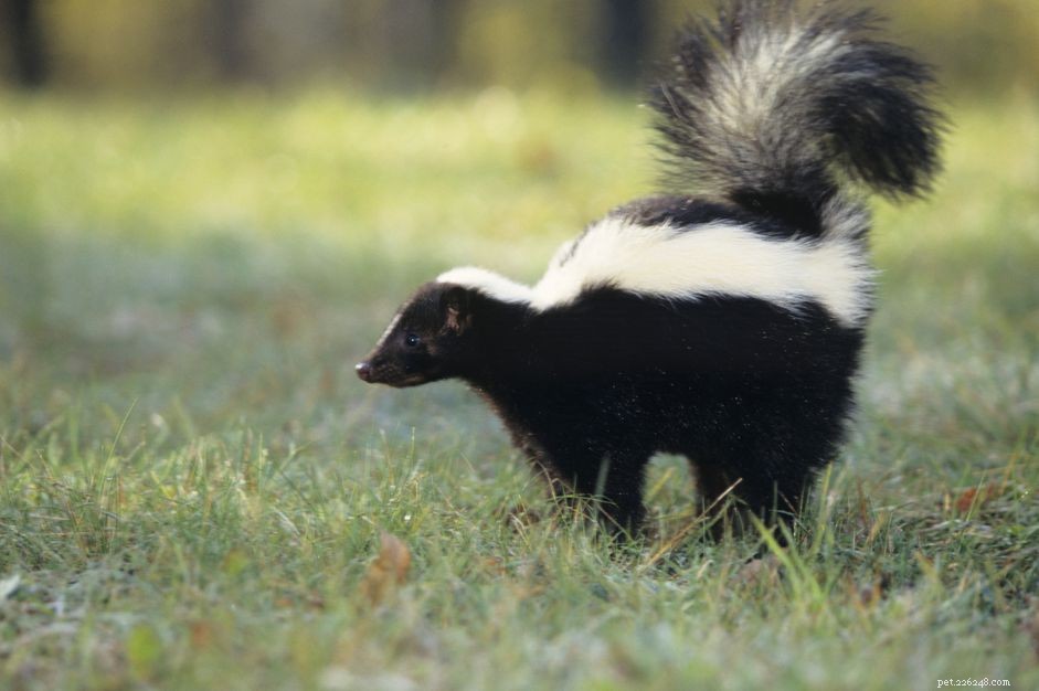 How to Avoid and Treat Skunk Spray Incidents