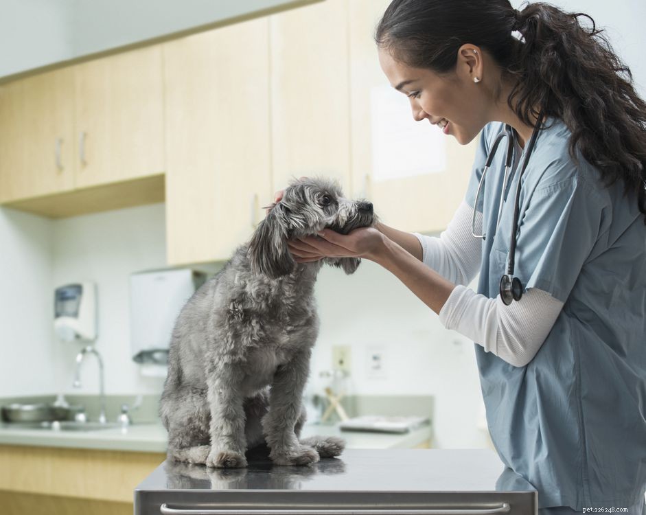Understanding Canine Folliculitis: Causes, Symptoms, and Treatment