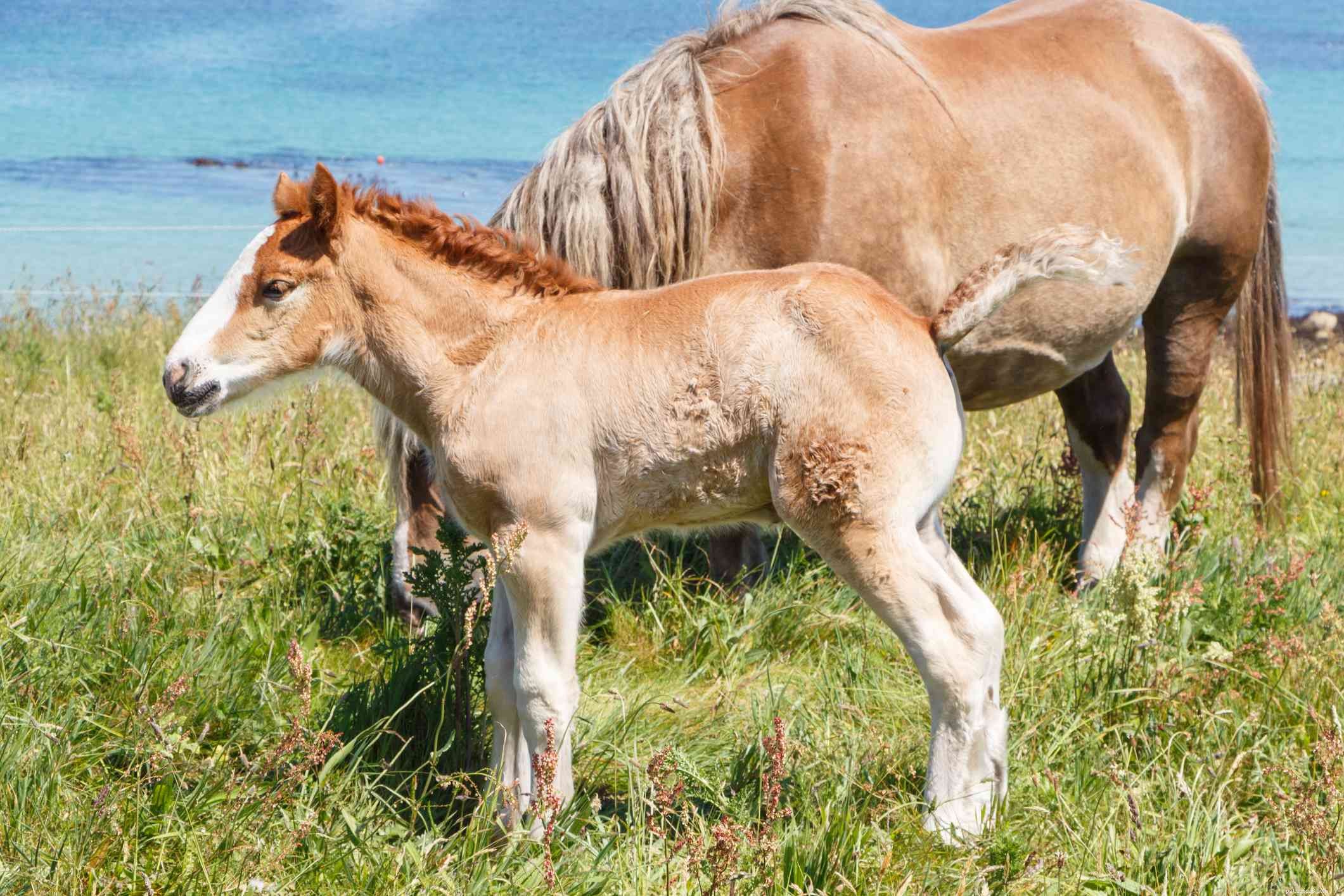 Breton Horse Breed Profile: History, Traits, and Care