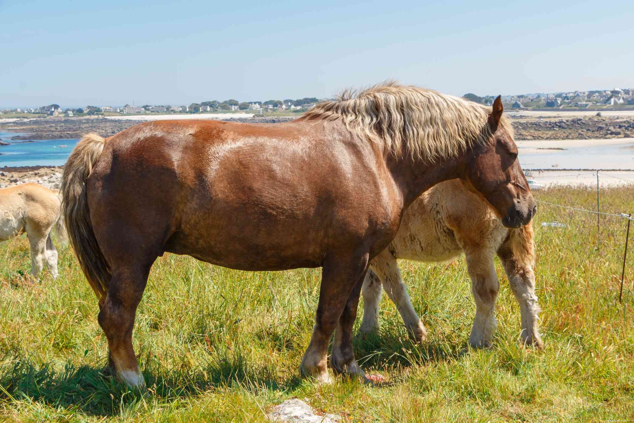 Breton Horse Breed Profile: History, Traits, and Care