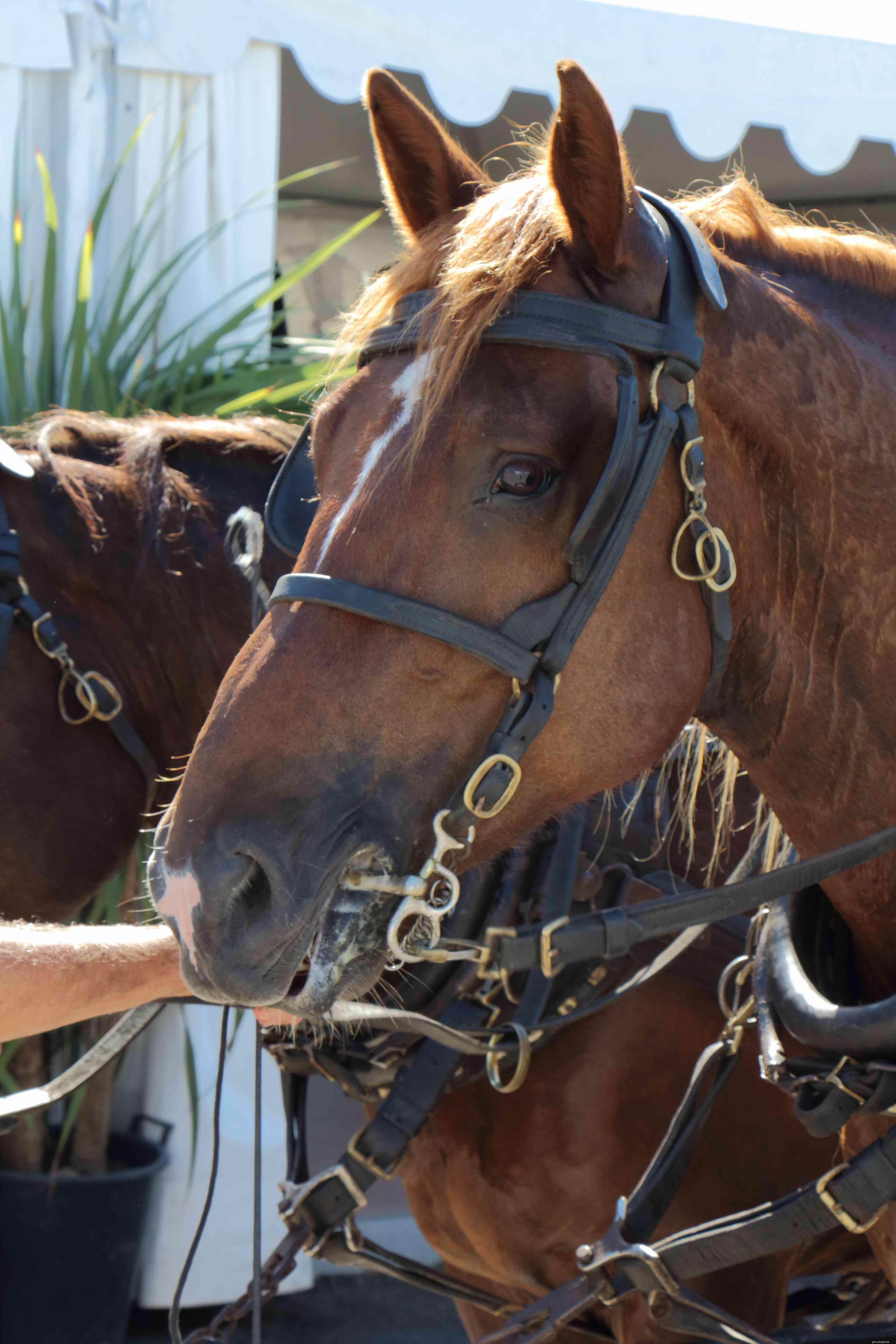 Breton Horse Breed Profile: History, Traits, and Care