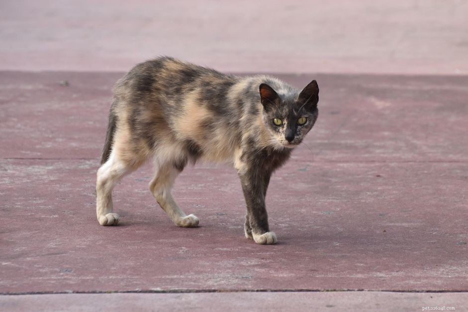 Understanding Addison’s Disease in Cats: Causes, Symptoms, and Treatment