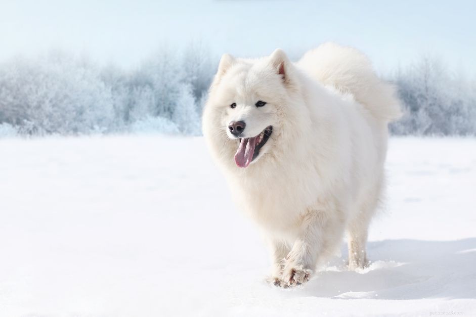 60 Authentic Russian Dog Names for Your Furry Friend