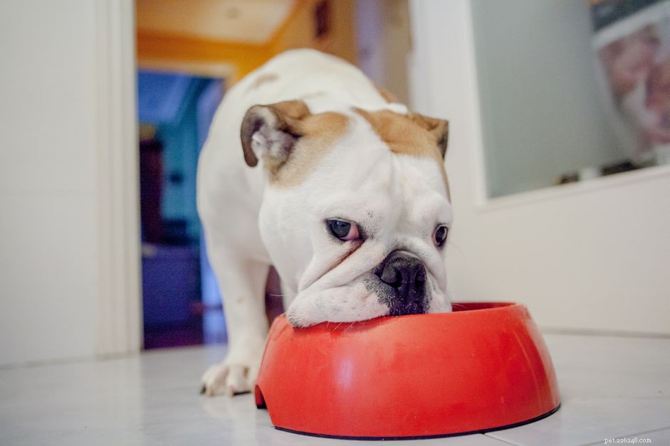 Inflammatory Bowel Disease in Dogs: Causes, Symptoms, and Treatment Guide